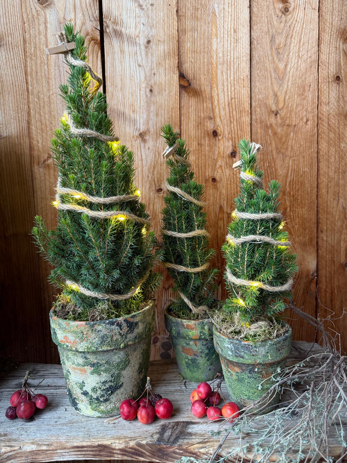 Mini-Tannen im Vintage-Tontopf mit Jute & LED-Lichterkette